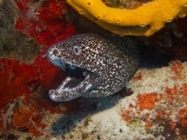 IMG 2893 Spotted Moray